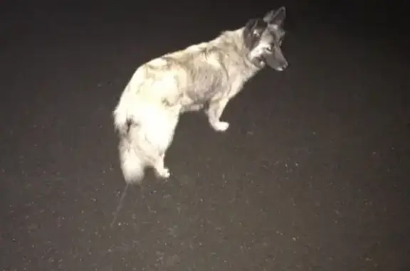 Найдена собака в Казани на улице Восстания