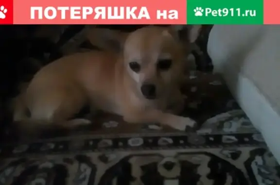 Найдена собака #ПотеряшкиСЫЛВА в Перми