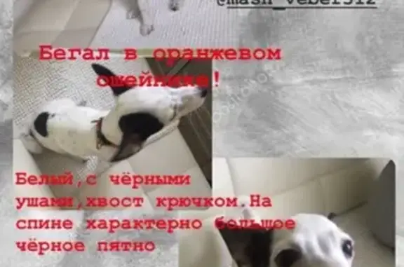 Найдена собака на ст. Павшино, Красногорск - помогите найти родителей!