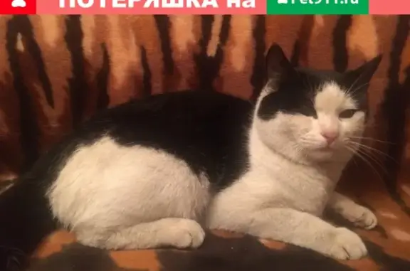 Найдена кошка на Кооперативной ул. в Мурманске