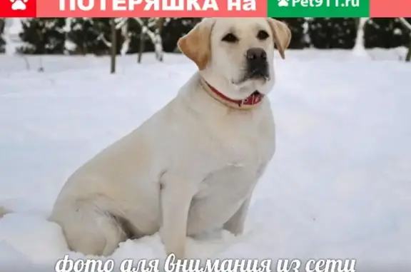 Пропала собака в Красноярске, Лабрадор.