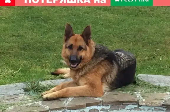 Пропала собака в Белгороде