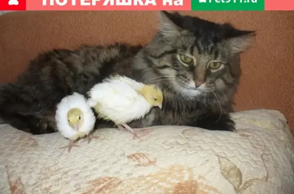 Пропала кошка Тима на ул. М. Расковой, 6 (Саратов)