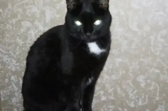 Пропал черный кот Кузя в Северске, Район Калинина-40