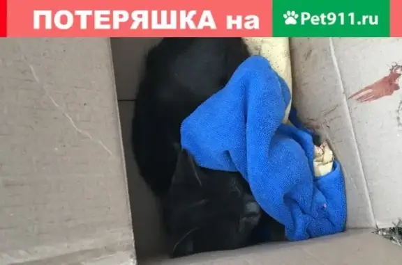 Найдена черно-серая кошка возрастом 6 месяцев в районе Рублево-Успенского шоссе, между поселком Шульгино и ДПК Новь.
