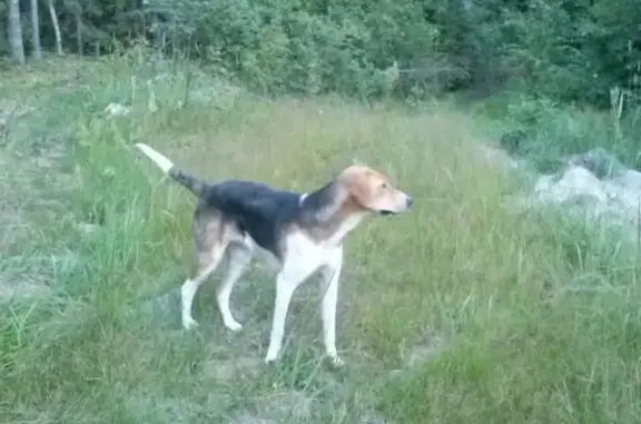Пропали 2 собаки в Новодмитриевке, Выкса