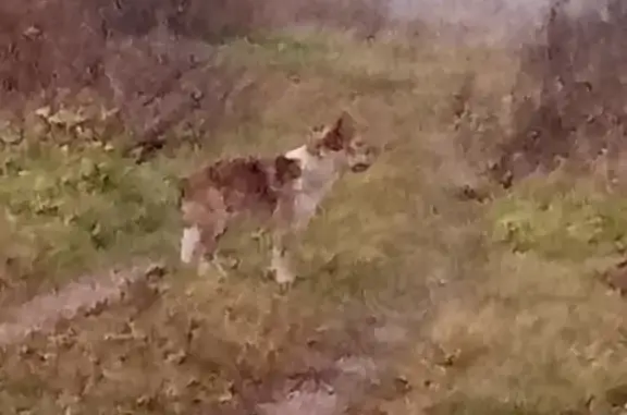 Найдена собака в д. Перестрелово, Островского района, Псковской области
