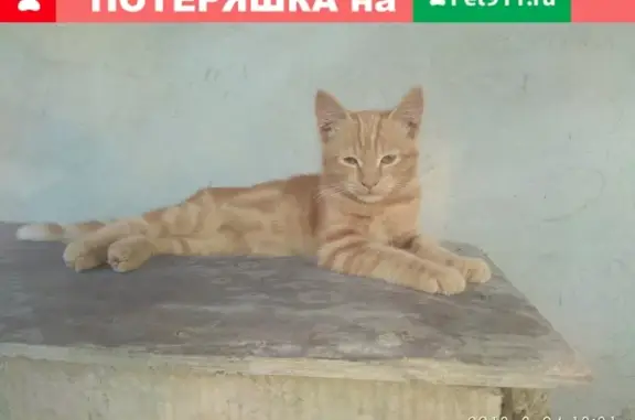 Пропала кошка Котенок на Казачьей улице, Белореченск