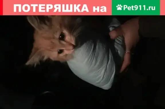 Найдена рыжая кошка на ул. Королева, Жуковский