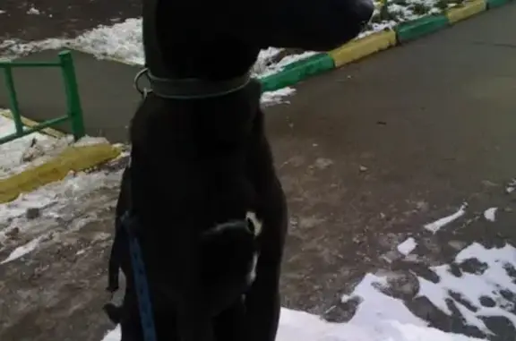 Пропала собака на улице Кирова, Подольск.