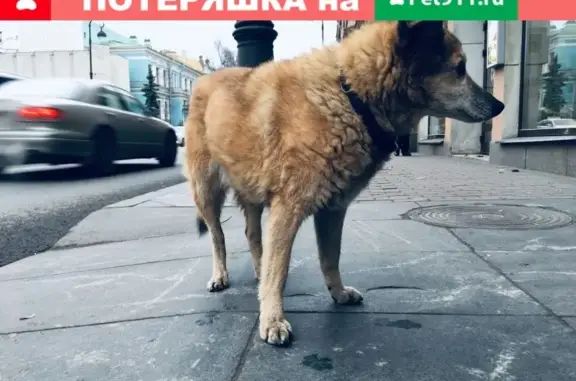 Найдена собака в Петербурге, прихрамывает
