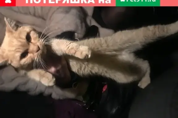 Кошка найдена в посёлке Царевщина, Самара