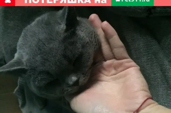 Найдена кошка на улице Батыршина в Казани
