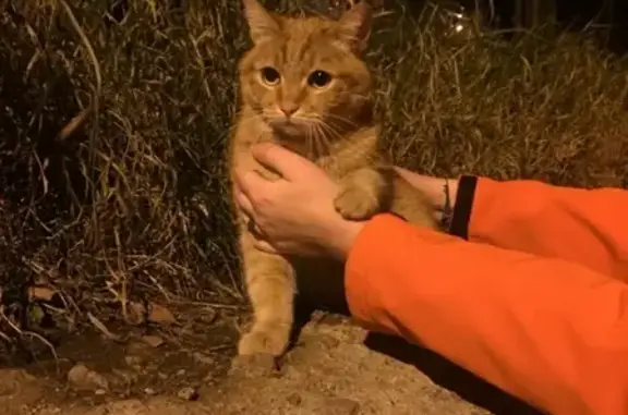 Найден кот возле почты на Гагарина