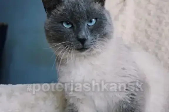 Найден домашний кот в Новосибирске