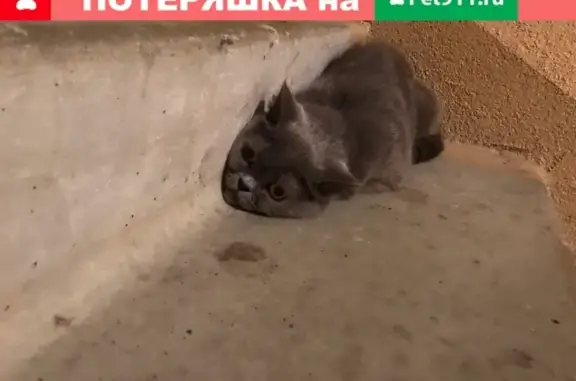 Найдена домашняя кошка в Чкаловске на ул. Лукашова