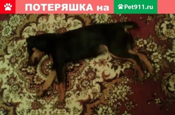 Собаки потеряшки, Иваново, фото: Потеряшка собака в районе Сортировки, Иваново.