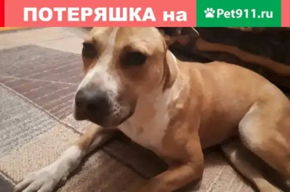 Найдена собака в Красноярском крае, ищет хозяев.