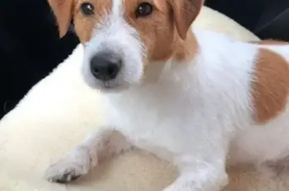 Собаки потеряшки, Малошильнинское, фото: Потеряшка собака в Малой Шильне, Татарстан.