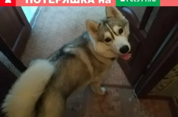 Пропала собака хаски в Сызрани