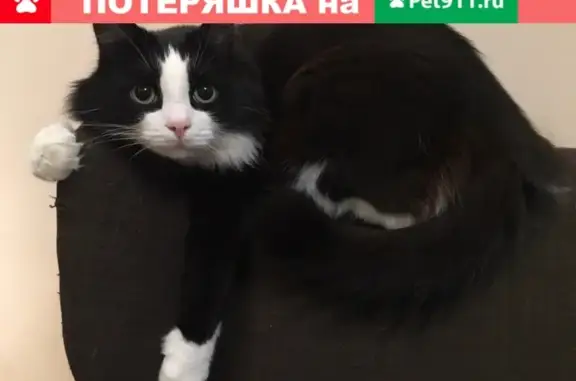 Пропала кошка Филя в поселении Бристоль, Московский, Москва