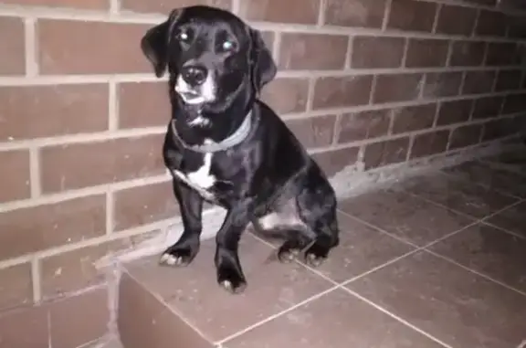 Потерянная собака найдена в Гаражном переулке
