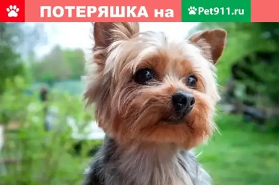 Пропала собака на ул. Шлагбаумской, Керчь - Джекки.