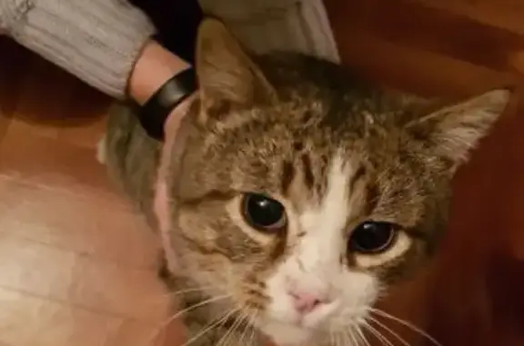Найден котик на ул. Крестинского, Екатеринбург, Ботаника