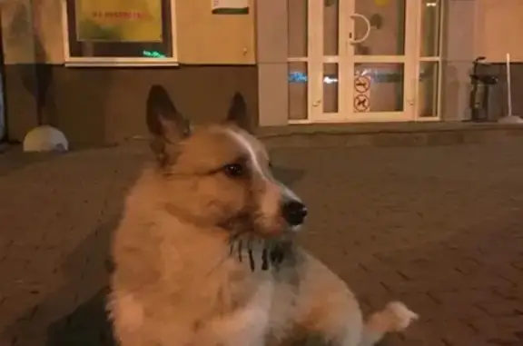 Найдена собака на ул. Фурманова