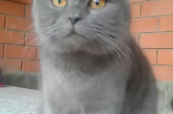 Пропала кошка Гошаня в Белореченске, Краснодарский край
