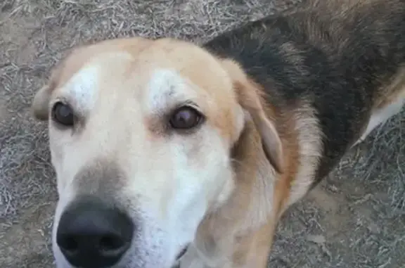 Найдена собака русской гончей в Данках