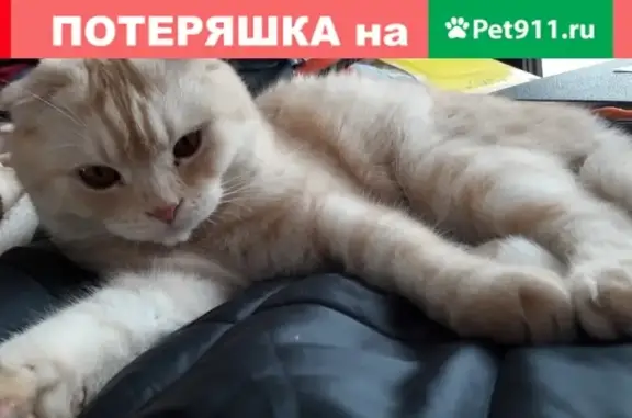 Пропала кошка на ул. Петровская, 15а!