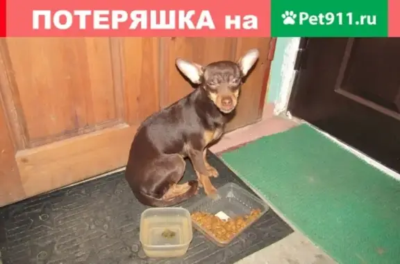 Собака найдена на П.Зори 33/3 в Мурманске