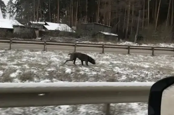 Найдена собака на Объездной дороге, Екатеринбург