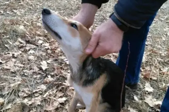 Найден щенок в лесу р-на Буригазгана, ищем хозяев