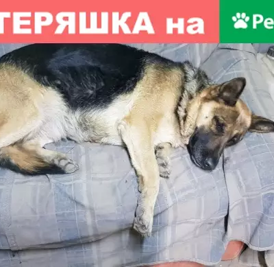 Найдена собака в Саратове, р-н Волжский