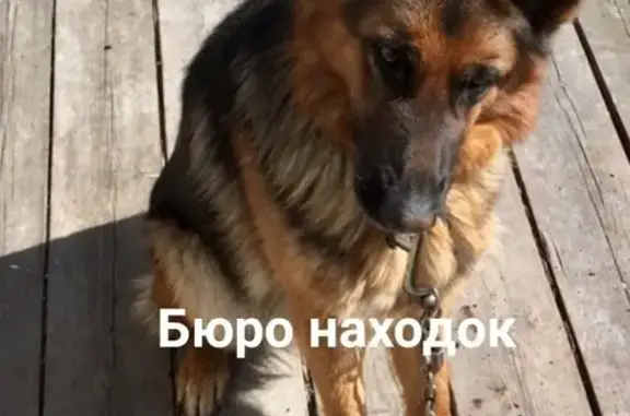 Пропала собака в деревне Совет, Архангельск.