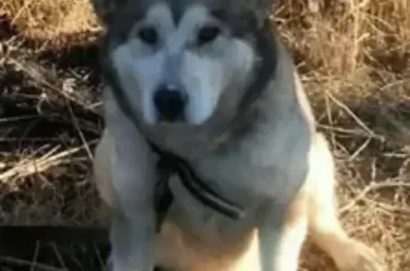 Пропала собака в поселке Усть-Кинельский, Самарская область