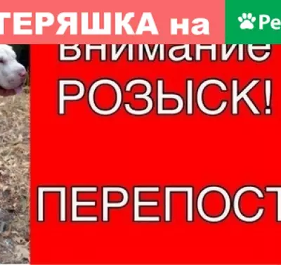 Пропала собака: шарпей кобель в п. Гайдук, Краснодарский край