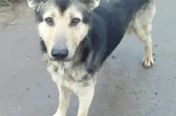 Собака найдена около магазина в пос. Пролетарий, Великий Новгород