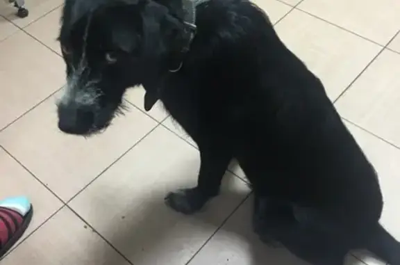 Найдена собака на Мадояна/Доватора, Ростов-на-Дону