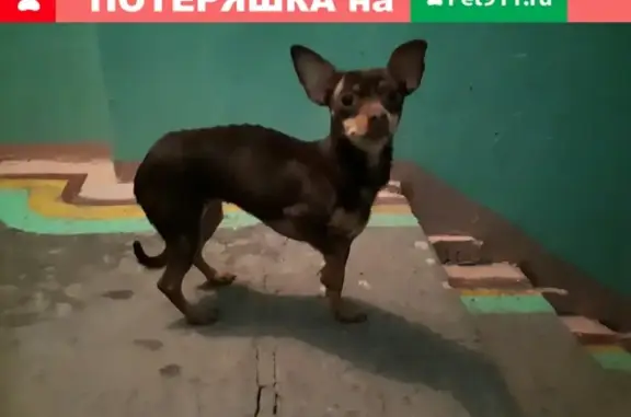 Найдена собака в Мурманске на ул. Полярные Зори