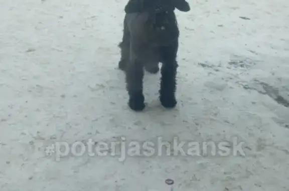 Найдена собака в Ленинском районе Новосибирска