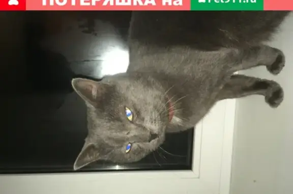 Найден кот на ул. Комиссарова, 7 в Владимире