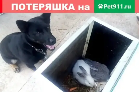 Пропала собака в Краснотурьинске, помогите найти!