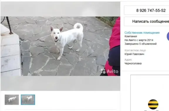 Найдена собака в Ивановском селе