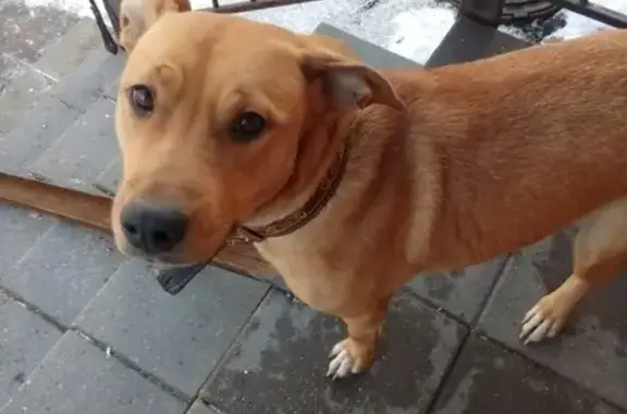 Потерянная собака на ул. Сталеваров в Череповце