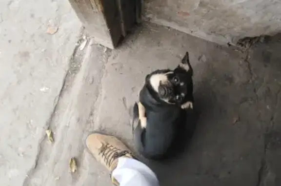 Найдена собака в Хвалынске, нужен хозяин