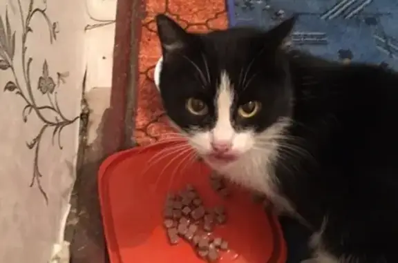 Найдена домашняя кошка с ошейником в Минусинске