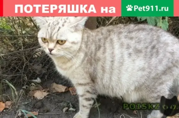 Пропала кошка в Пензе, Октябрьский район